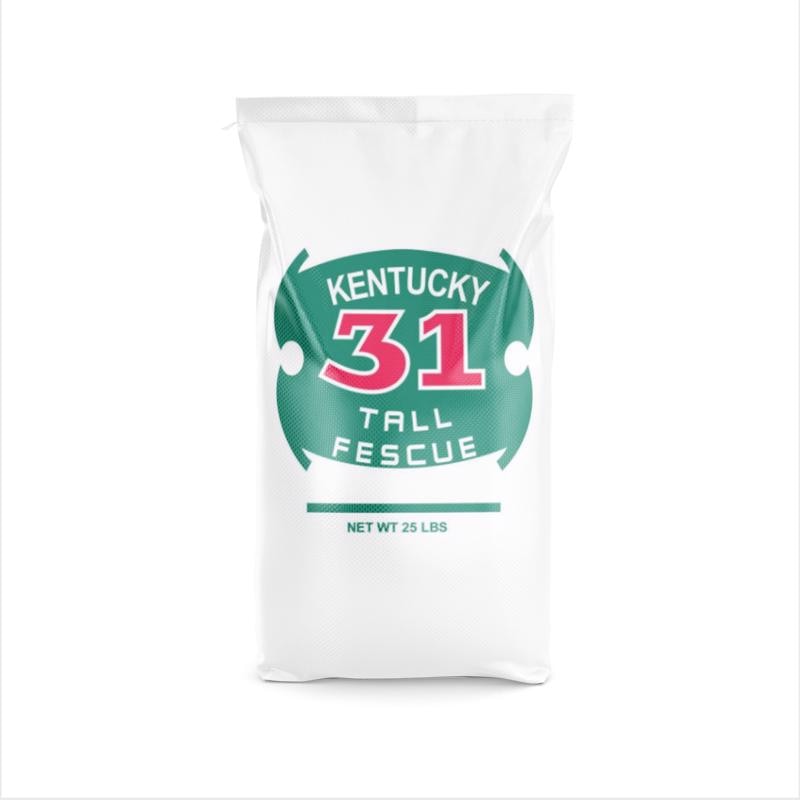 FESCUE TALL KENTUCKY 31